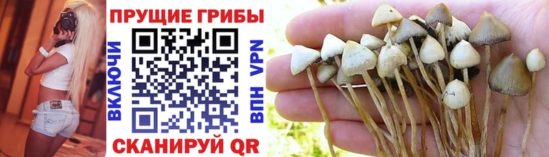 Купить  Сковородино  Галлюциногенные грибы ЛСД 